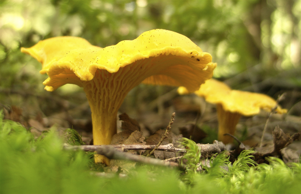 Cantharellus cibarius by colros, on Flickr