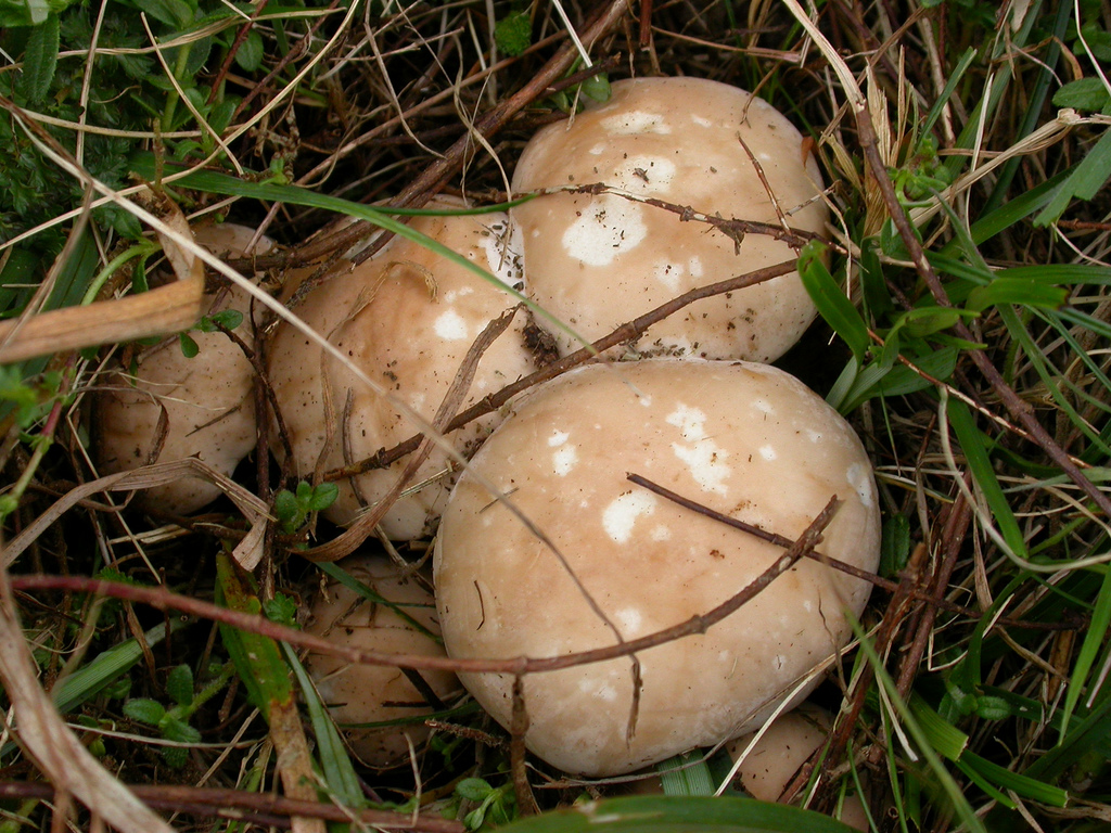 St George’s mushrooms in grass by Nick Saltmarsh, on Flickr