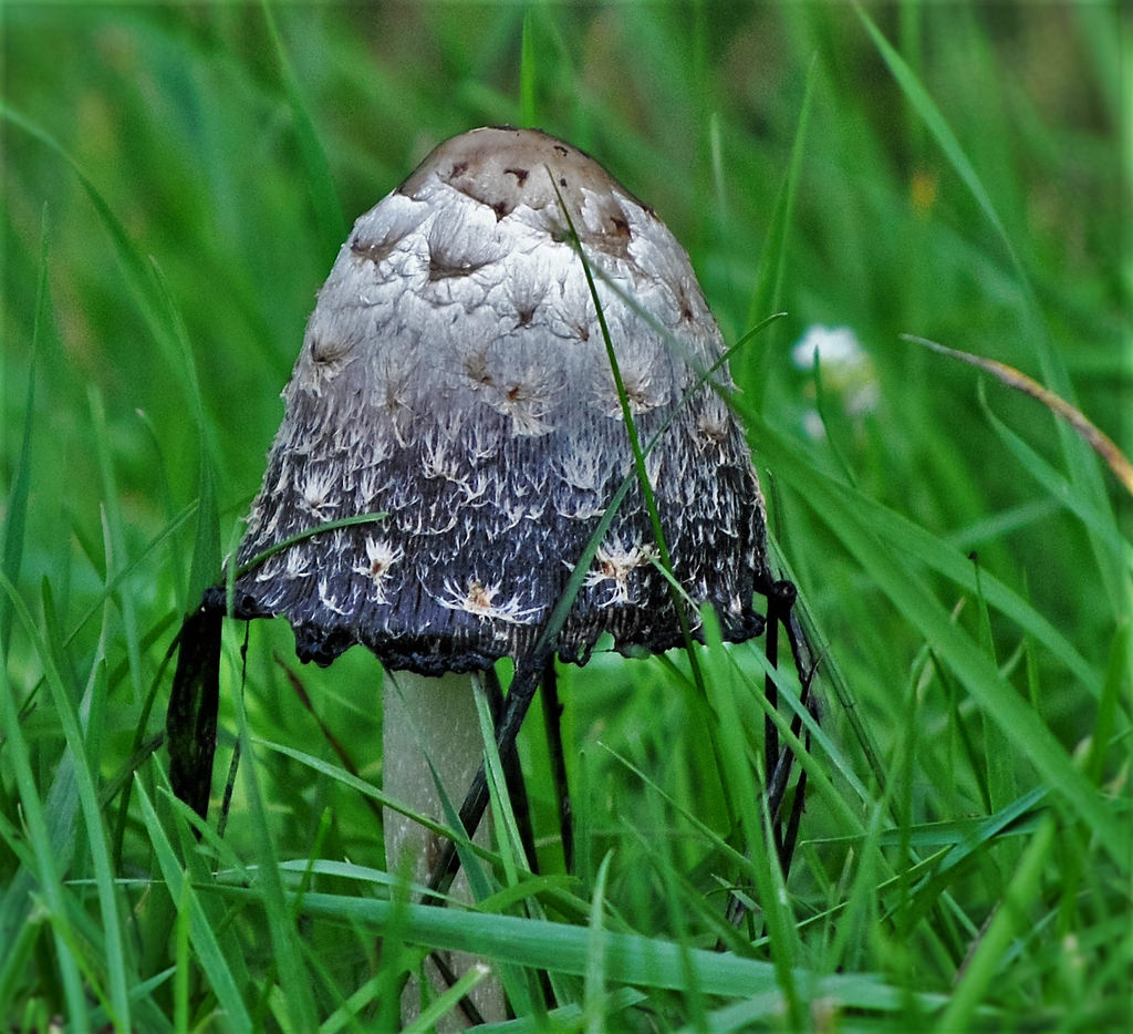 Mushroom by bagsgroove, on Flickr