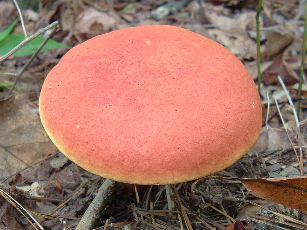 Georgia Mushrooms by glen edelson, on Flickr