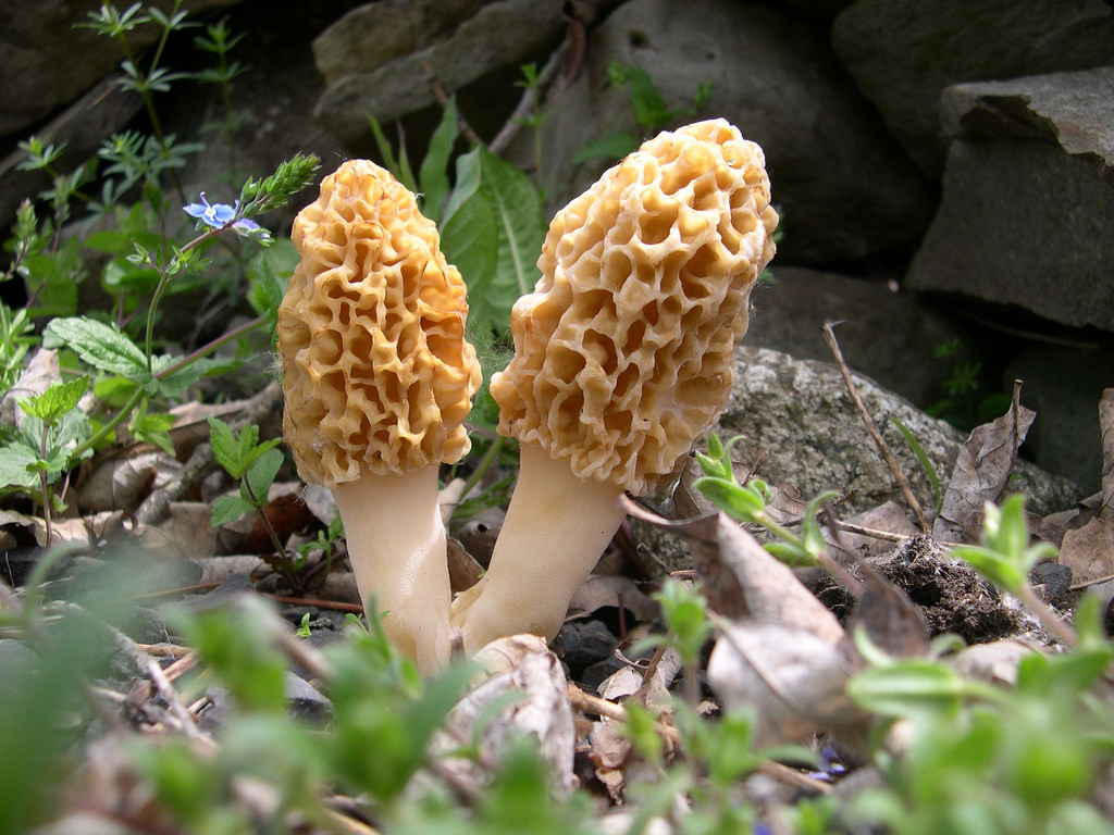 Morel Mushroom by d a murphy, on Flickr