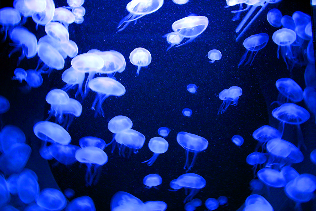 jellyfish by Claus Rebler, on Flickr