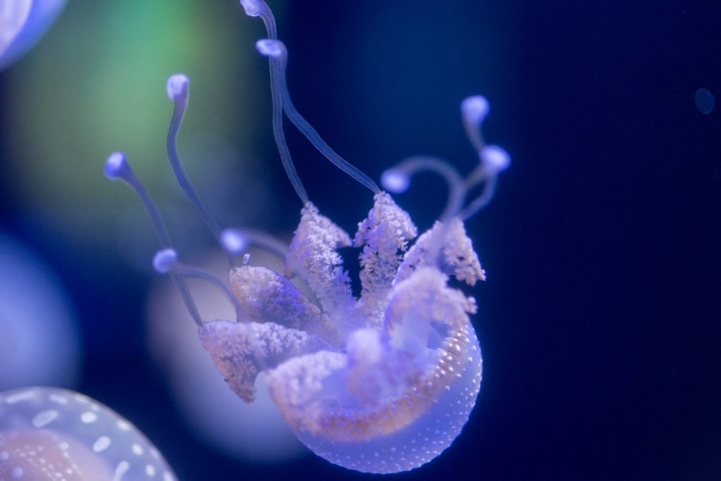 Spotted Jellyfish Tentacles by Eric Kilby, on Flickr