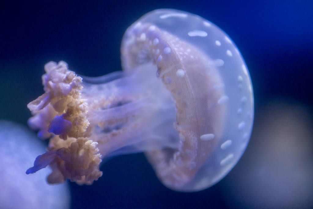 Spotted Jellyfish Swimming by Eric Kilby, on Flickr