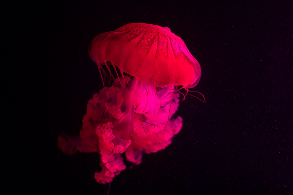 Illuminated Jellyfish by Eric Kilby, on Flickr