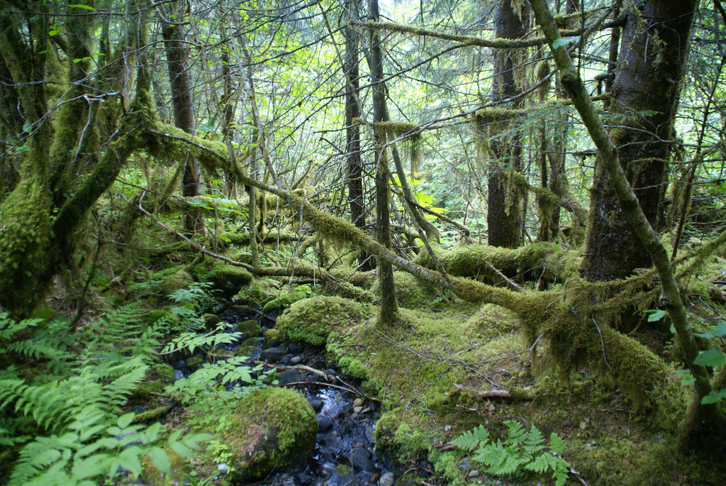 Mossy Forest by dbaron, on Flickr