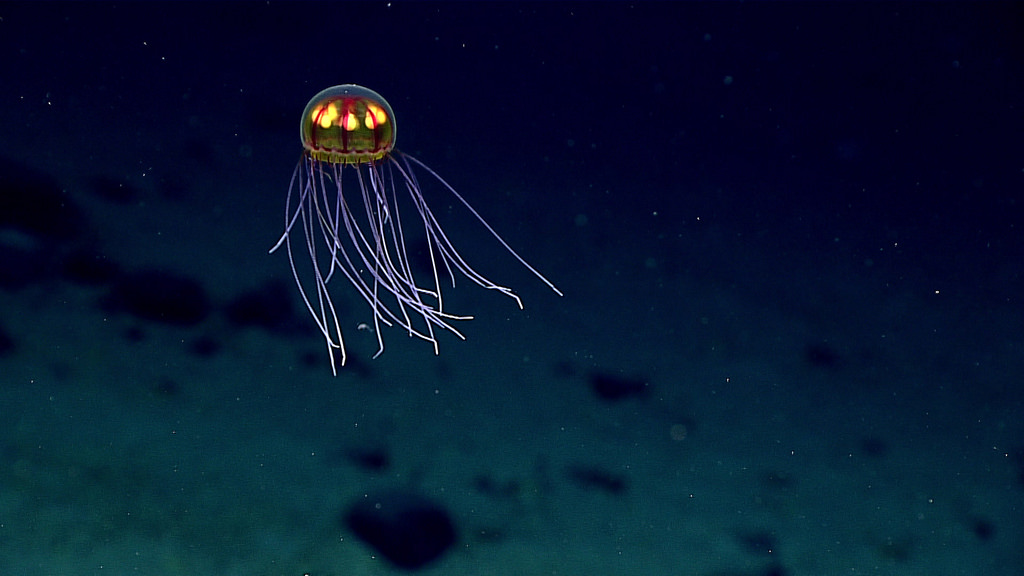 Jellyfish by NOAA Ocean Explorer, on Flickr