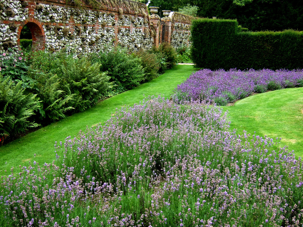 lavender garden by ricoeurian, on Flickr