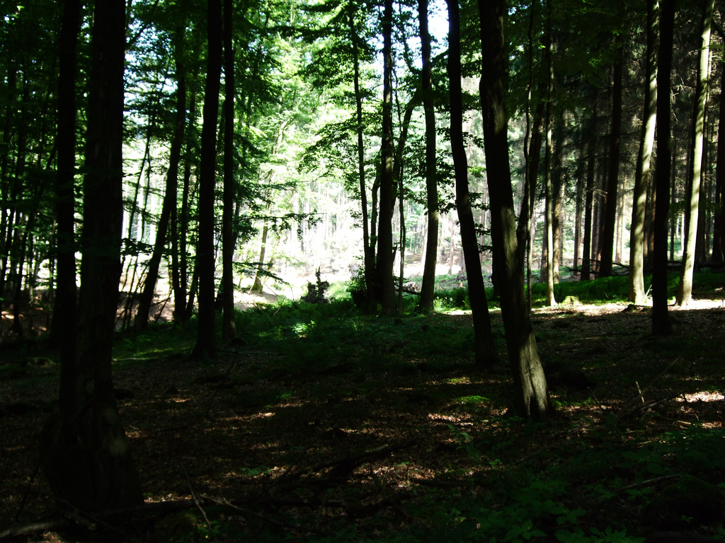 Dark Forest in White background by dbzer0, on Flickr