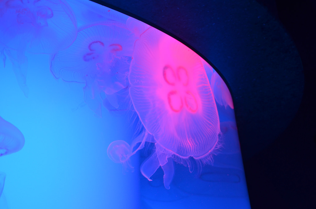 Moon Jellyfish- they look like plastic b by shankar s., on Flickr