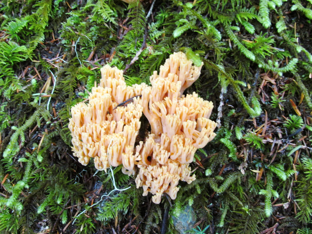 Coral mushroom by brewbooks, on Flickr