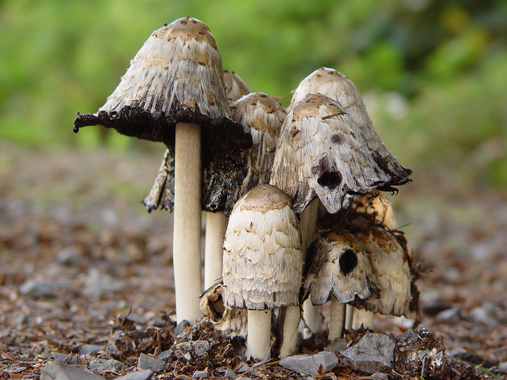Magic Mushrooms? NOT by jmv, on Flickr