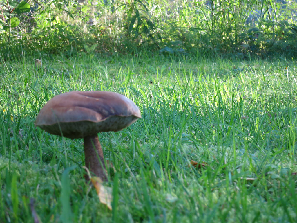 Mushroom by Matti Mattila, on Flickr