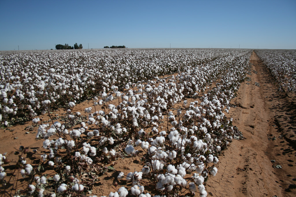 West Texas Cotton by Calsidyrose, on Flickr