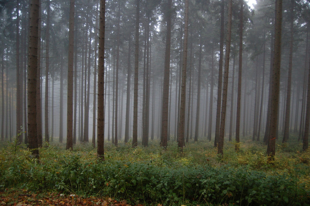 Foggy Forest by ilovebutter, on Flickr