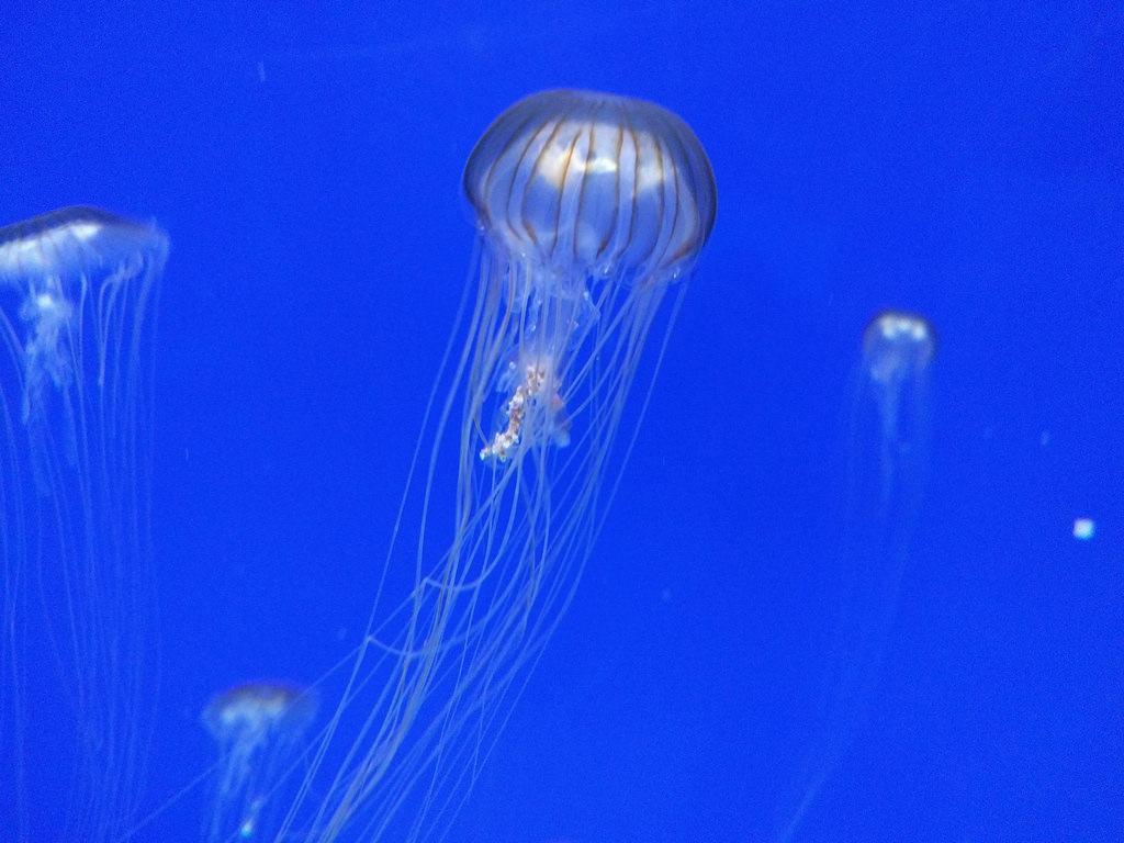 Jellyfish, Horniman Museum London by maxf, on Flickr