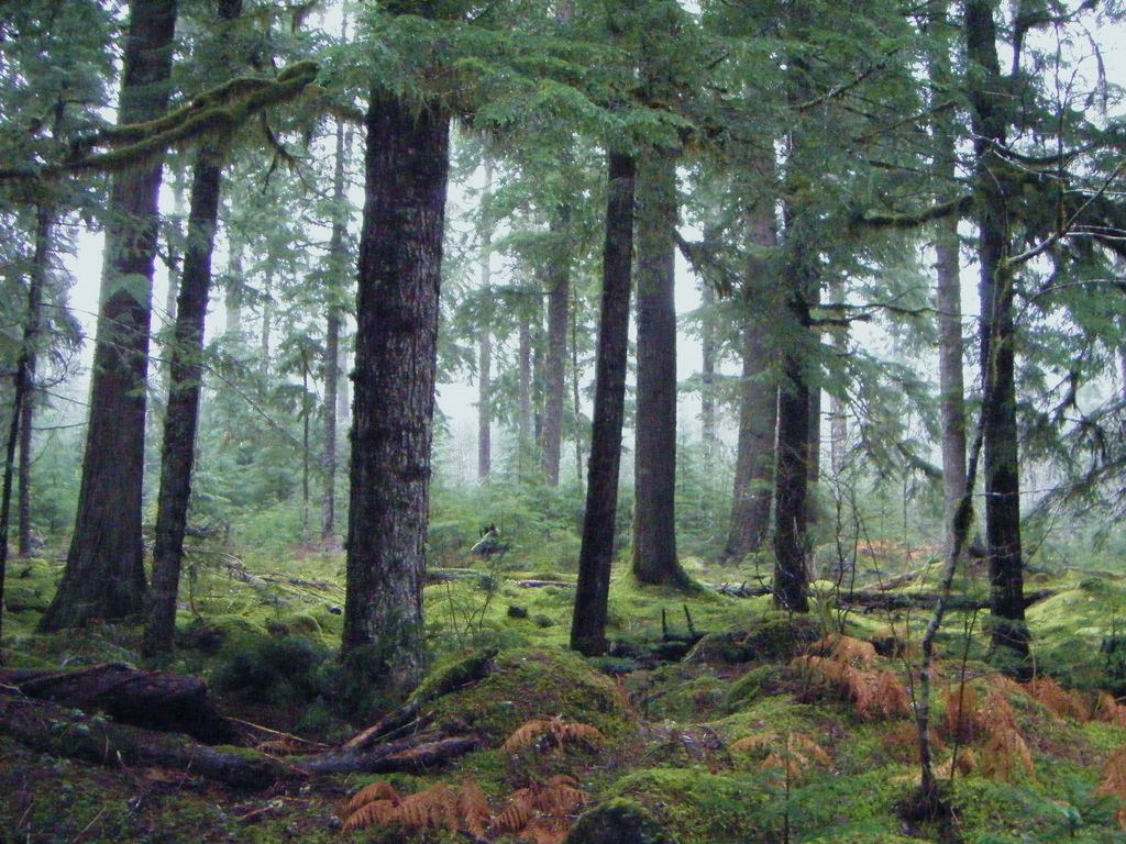 oregon forest by Sarah McDevitt, on Flickr