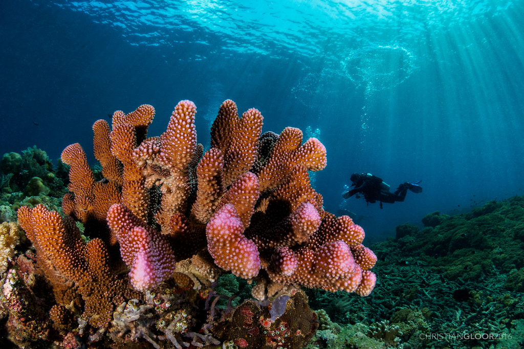 Corals by Christian Gloor (mostly) underwater photographer, on Flickr