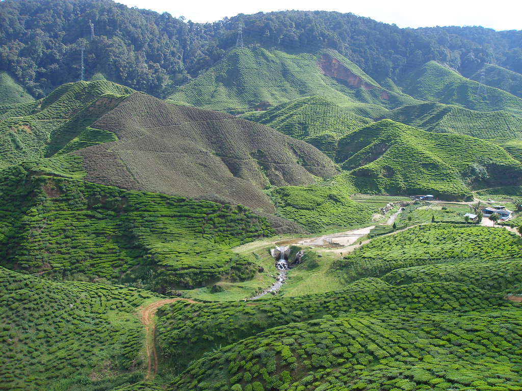 Boh Tea Plantation, Cameron Highlands by kaeru.my, on Flickr