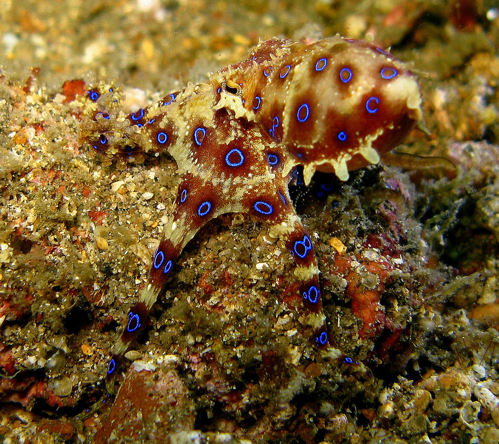 Blue Ringed Octopus by Stephen Childs, on Flickr