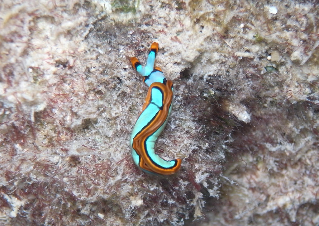Sea slug-thuridilla lineolata by Sylke Rohrlach, on Flickr