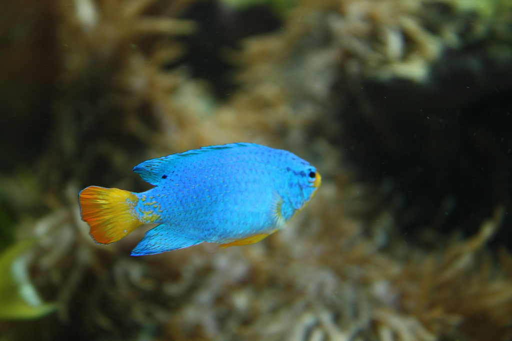 Tropical fish by scazon, on Flickr