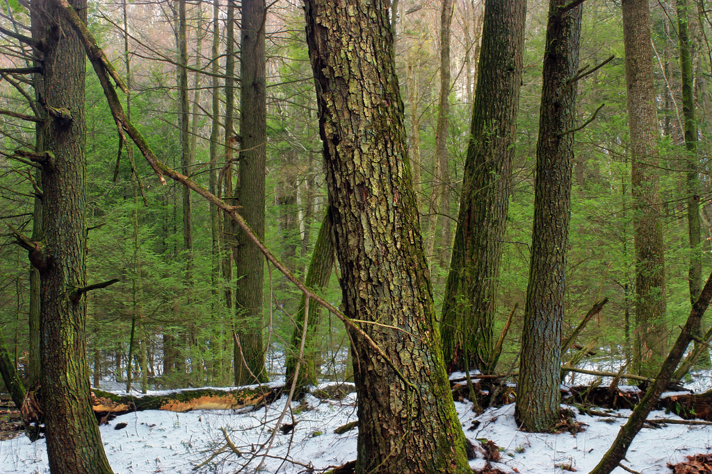 Hemlock Forest (1) by Nicholas_T, on Flickr