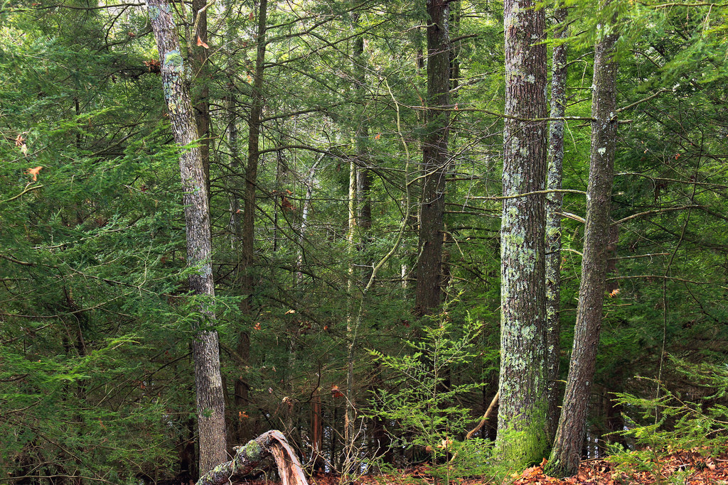 Hemlock Forest (4) by Nicholas_T, on Flickr