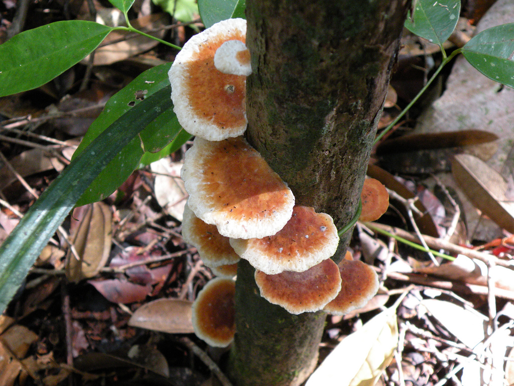 Magic mushroom, Sarawak, Borneo by BarbicanMan, on Flickr
