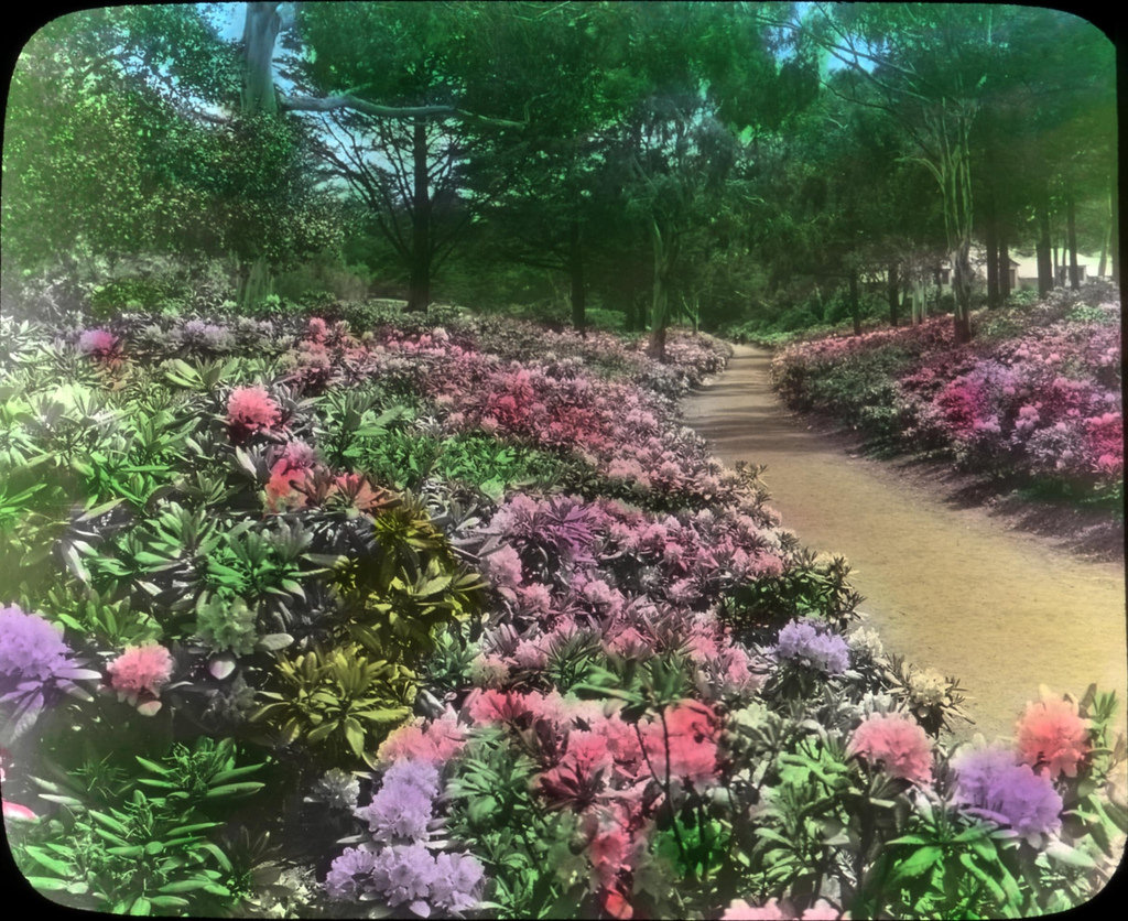 Rhododendrons-Golden Gate Park-San Franc by OSU Special Collections & Archives : Commons, on Flickr