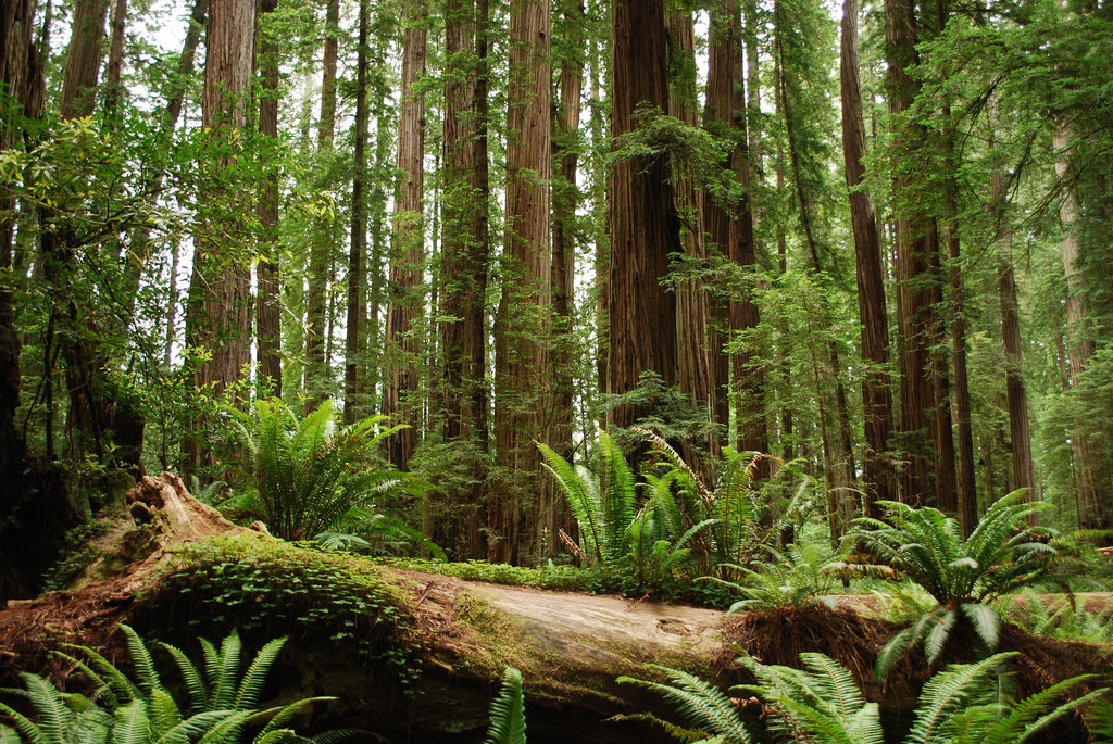 Redwood Forest by beeron2003, on Flickr