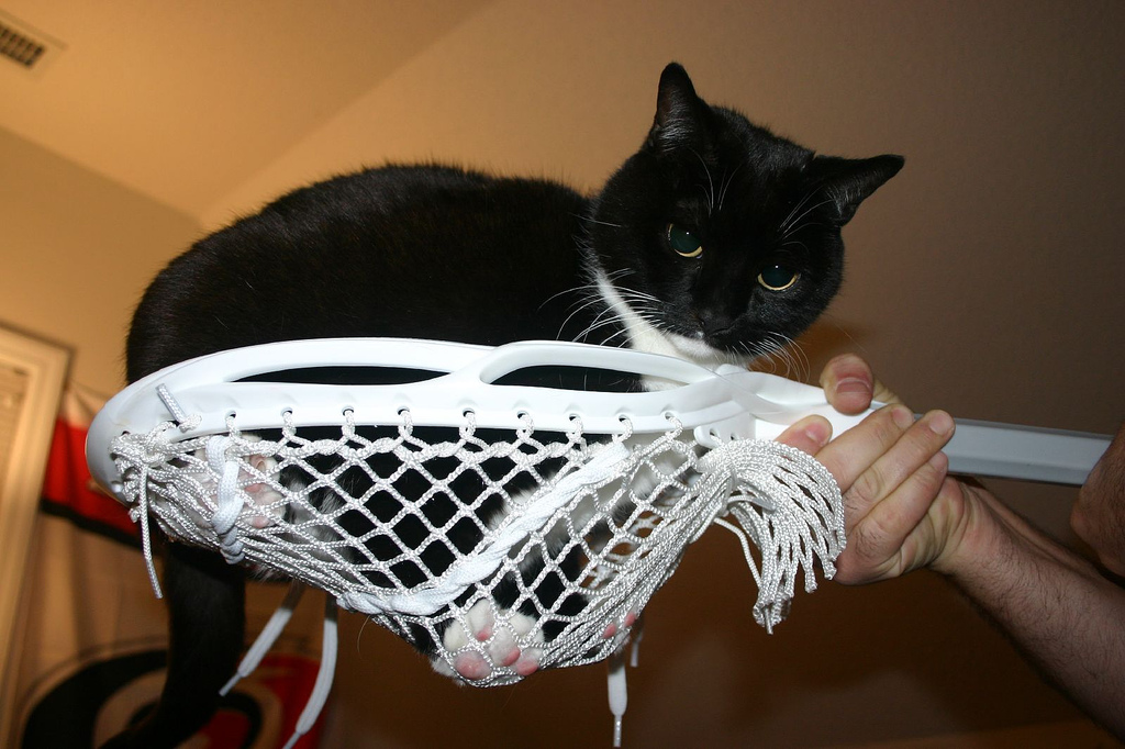 lacrosse cat by bnilsen, on Flickr