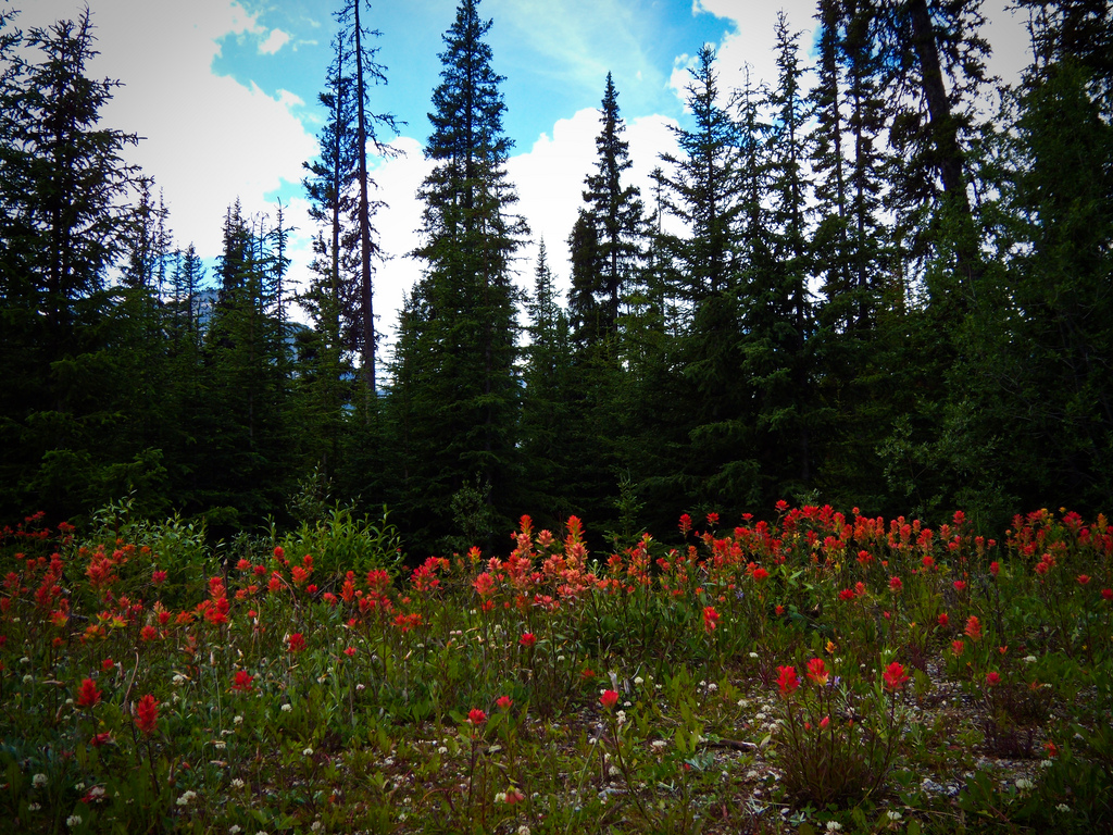 Pine forest with some red flowers by Smath., on Flickr