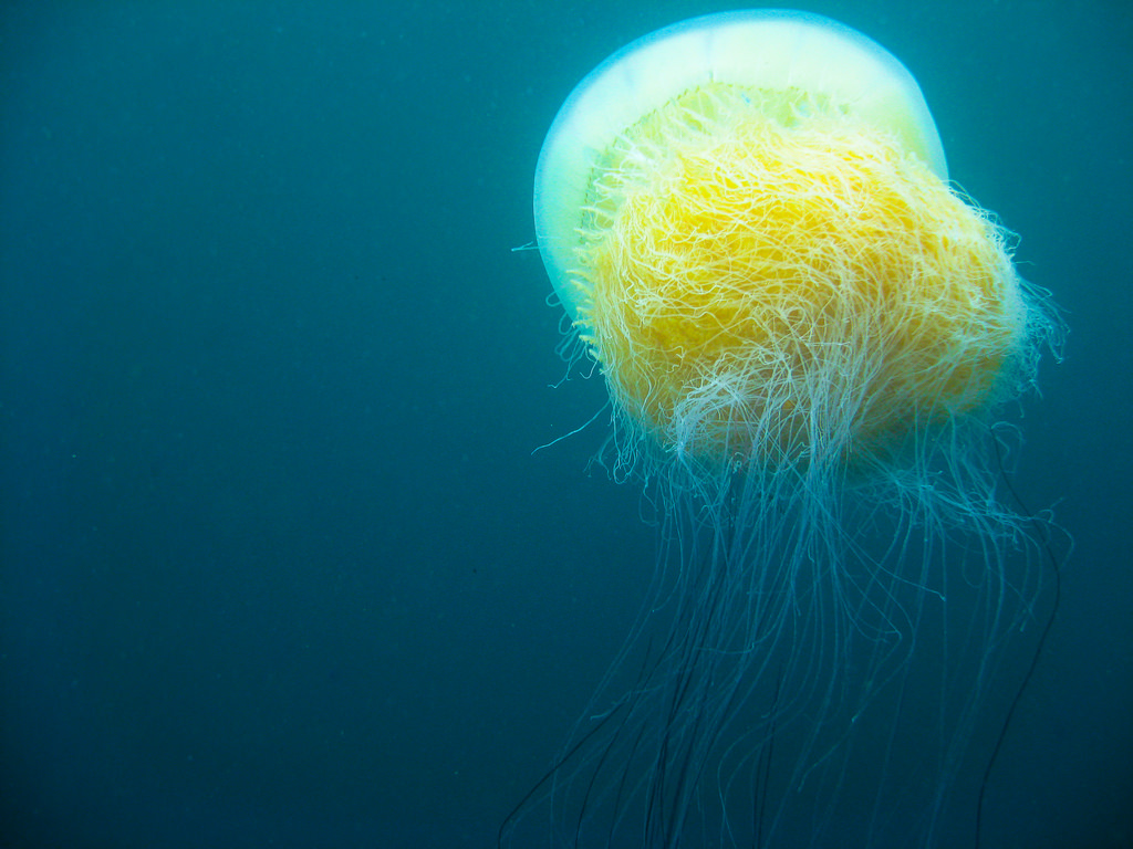 Jellyfish by nurpax, on Flickr