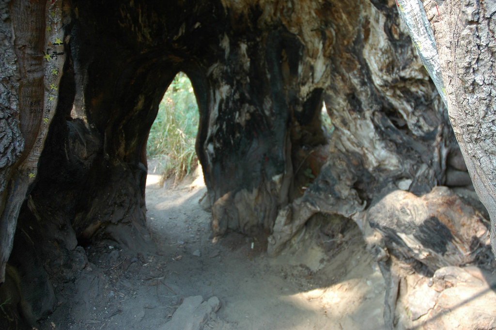 The cave inside the old tree, Carkeek Pa by Wonderlane, on Flickr