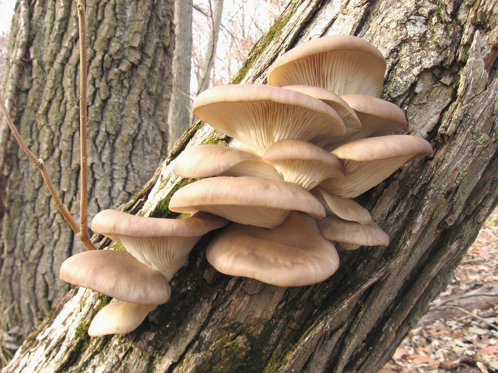 Oyster Mushrooms Pleurotus ostreatus by a.zhi, on Flickr