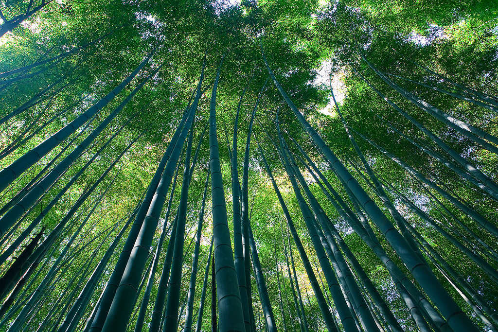 Sagano Bamboo forest, Arashiyama, Kyoto by caseyyee, on Flickr