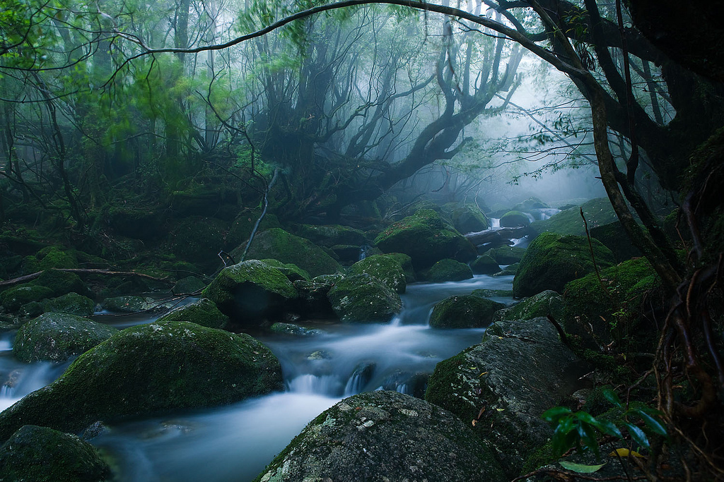 Mononoke forest, Yakushima island by caseyyee, on Flickr