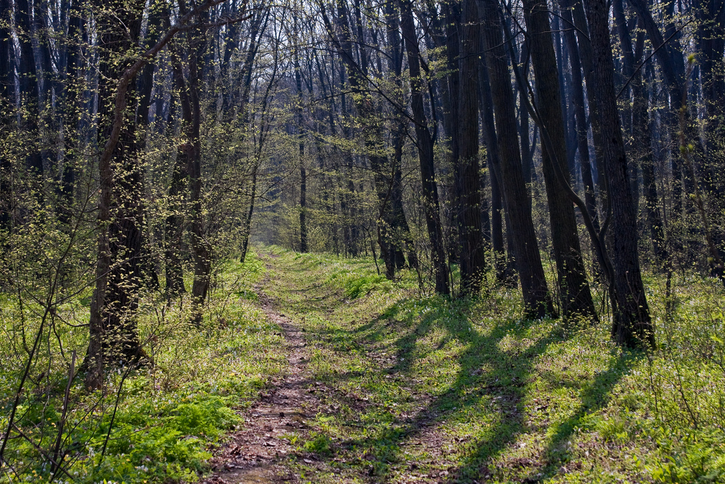 Dirt road inside forest by Horia Varlan, on Flickr