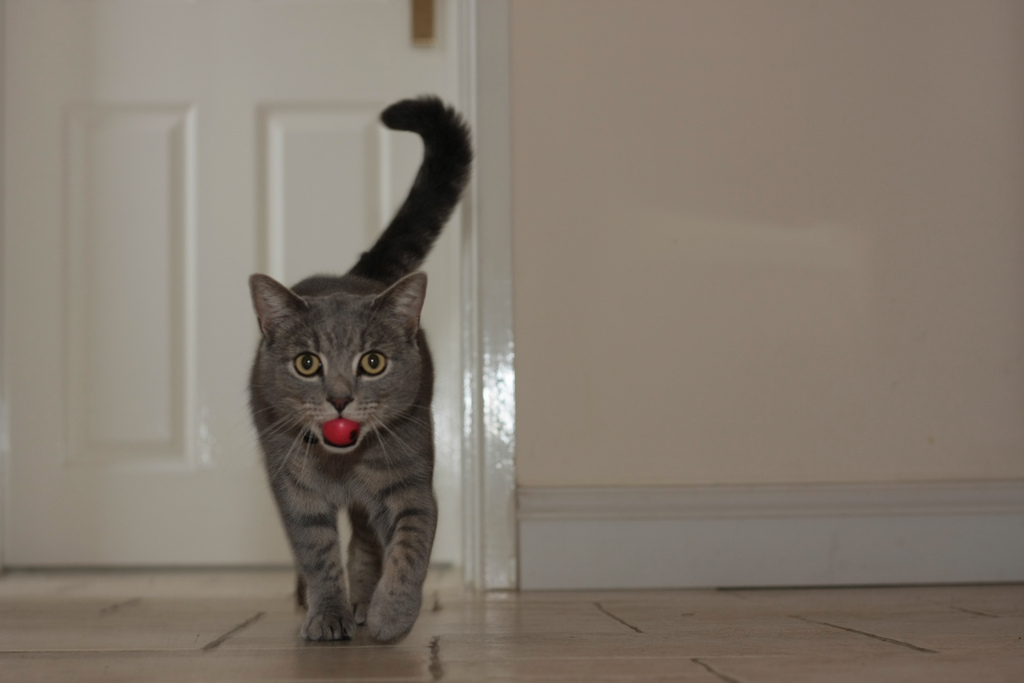 Marcus’s cat playing fetch  IMG_5022 by tonylanciabeta, on Flickr