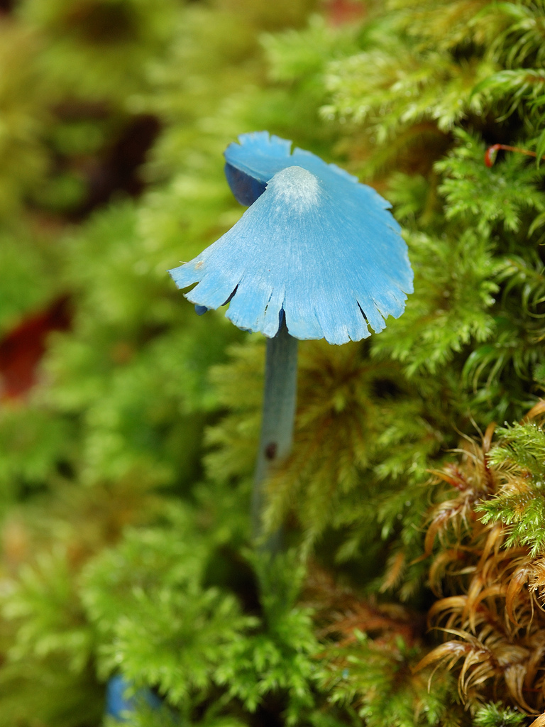 blue mushroom by Rosino, on Flickr