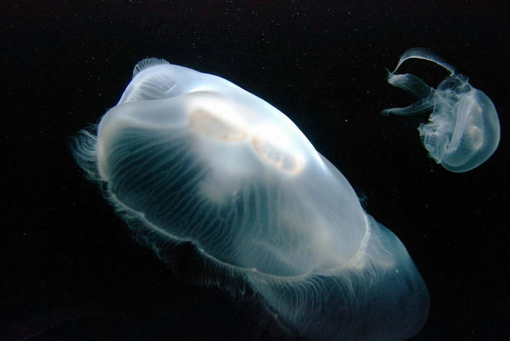 Jellyfish by kla4067, on Flickr