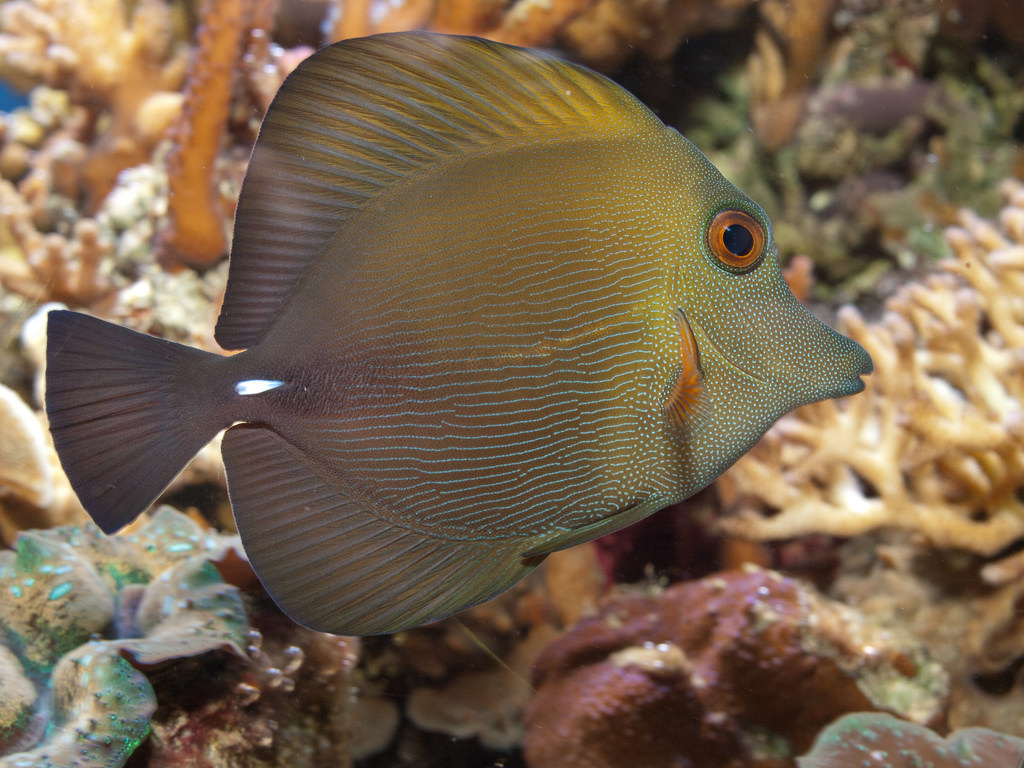 Unknown Tropical Fish by wwarby, on Flickr