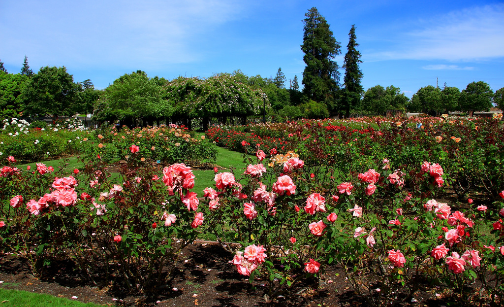 San Jose Municipal Rose Garden by jmenard48, on Flickr