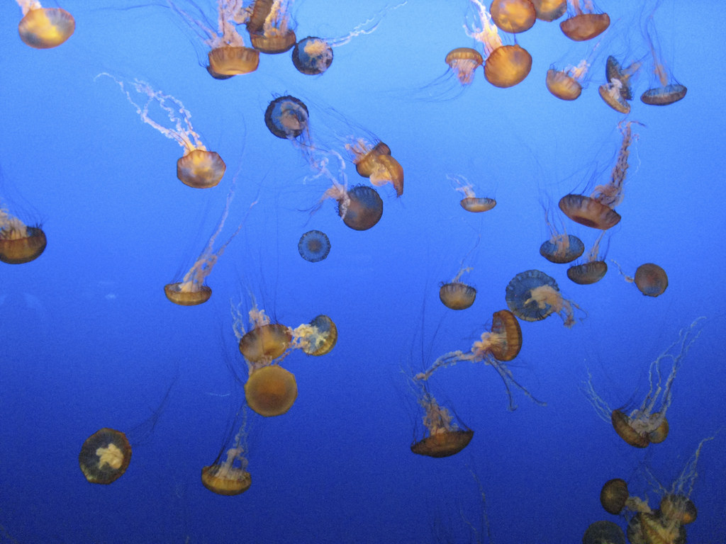 A School of Jellyfish by JoshBerglund19, on Flickr