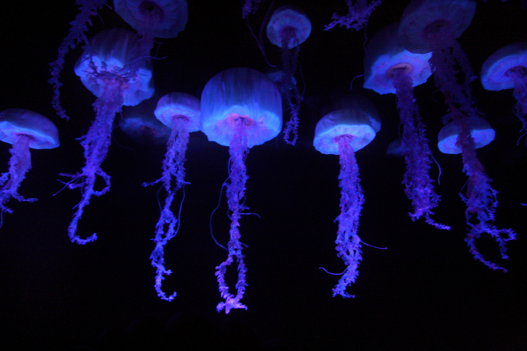 Jellyfish! by Sam Howzit, on Flickr