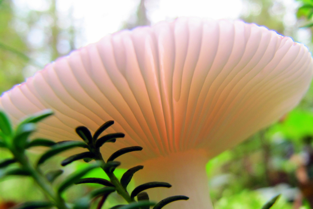 Beautiful Mushroom by RukaKuusamo.com, on Flickr