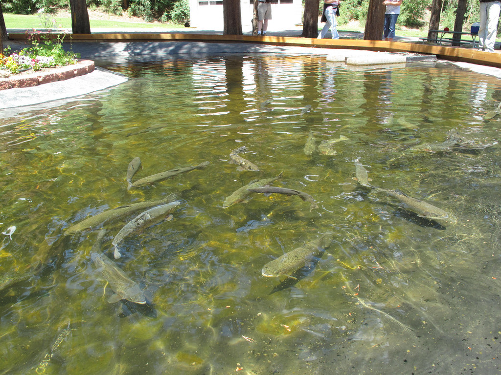 Trout in Display Pond by USFWS Mountain Prairie, on Flickr