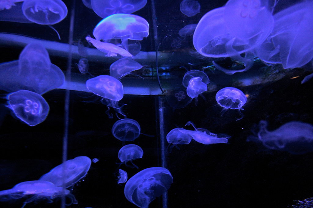Jellyfish at Scarborough Sea Life Centre by petercooperuk, on Flickr