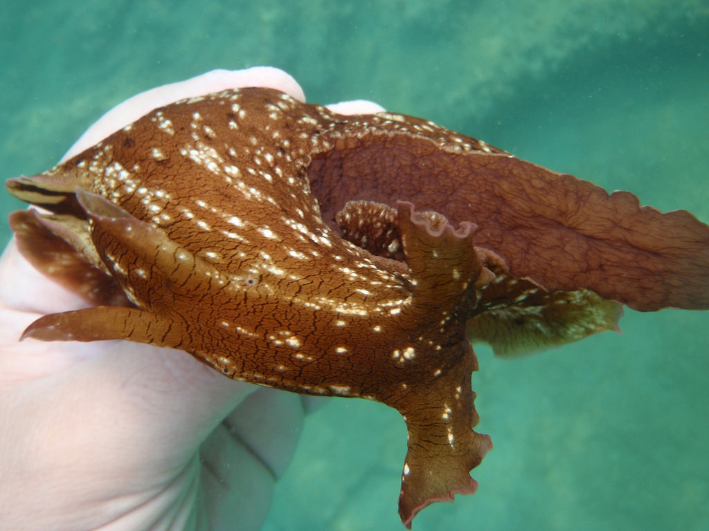 Aplysia fasciata, mottled sea hare (Sea by dimsis, on Flickr
